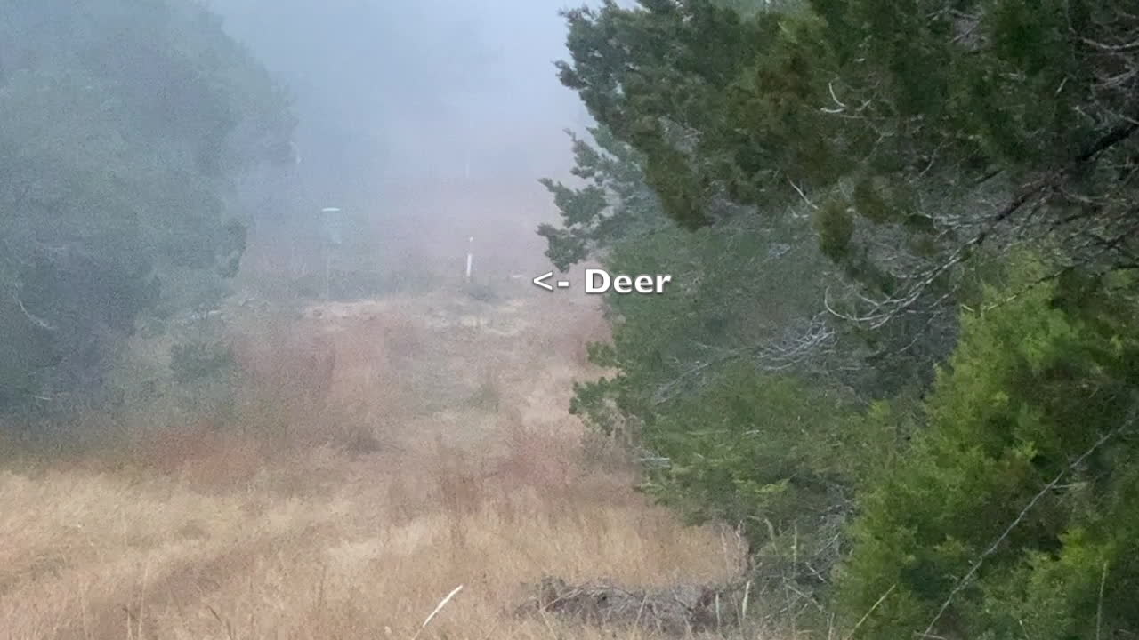 December Management Doe Hunt