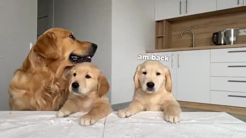 Dog Dad Reviews Food with His Puppies