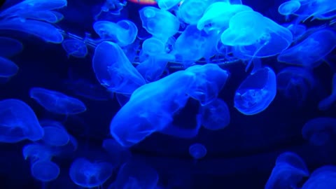 background video of jellyfish movement of the underwater world blue tone