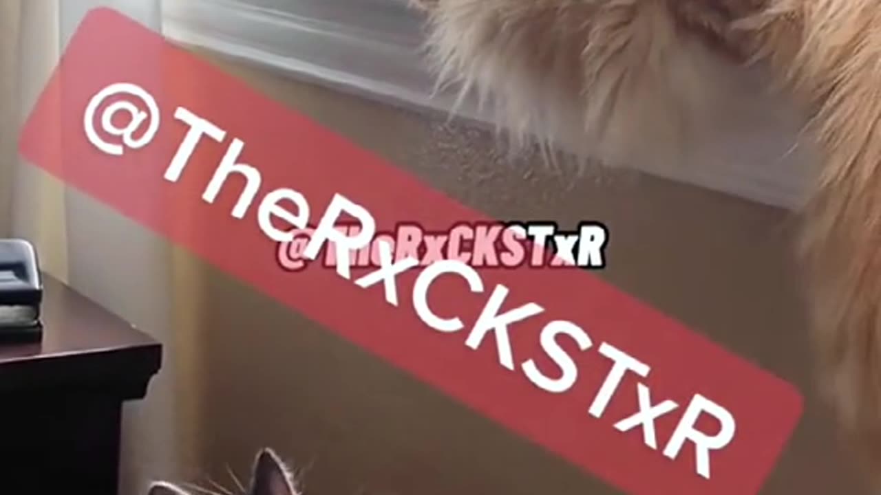 Funny pets video 😂😂