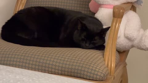 Cute Precious Piper Snuggles Next to a Plush Doll on Her Throne - Adopting a Cat from a Shelter Vlog