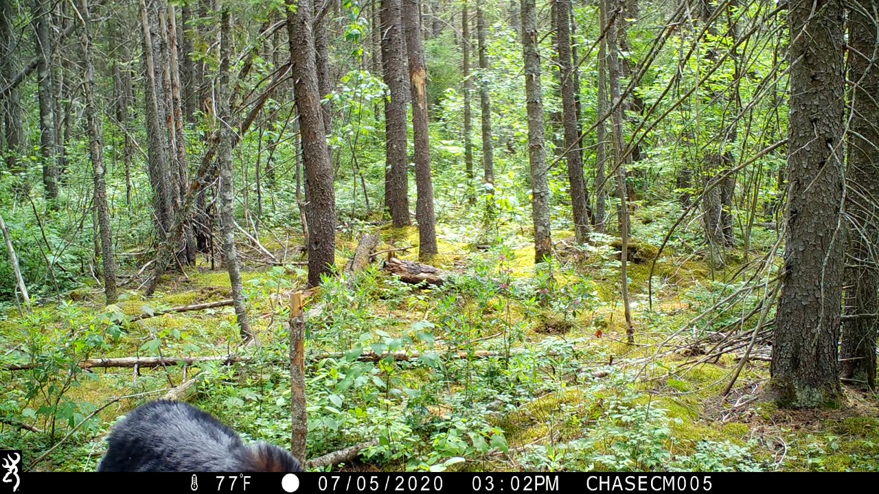 Black Bear Scratches Her Back