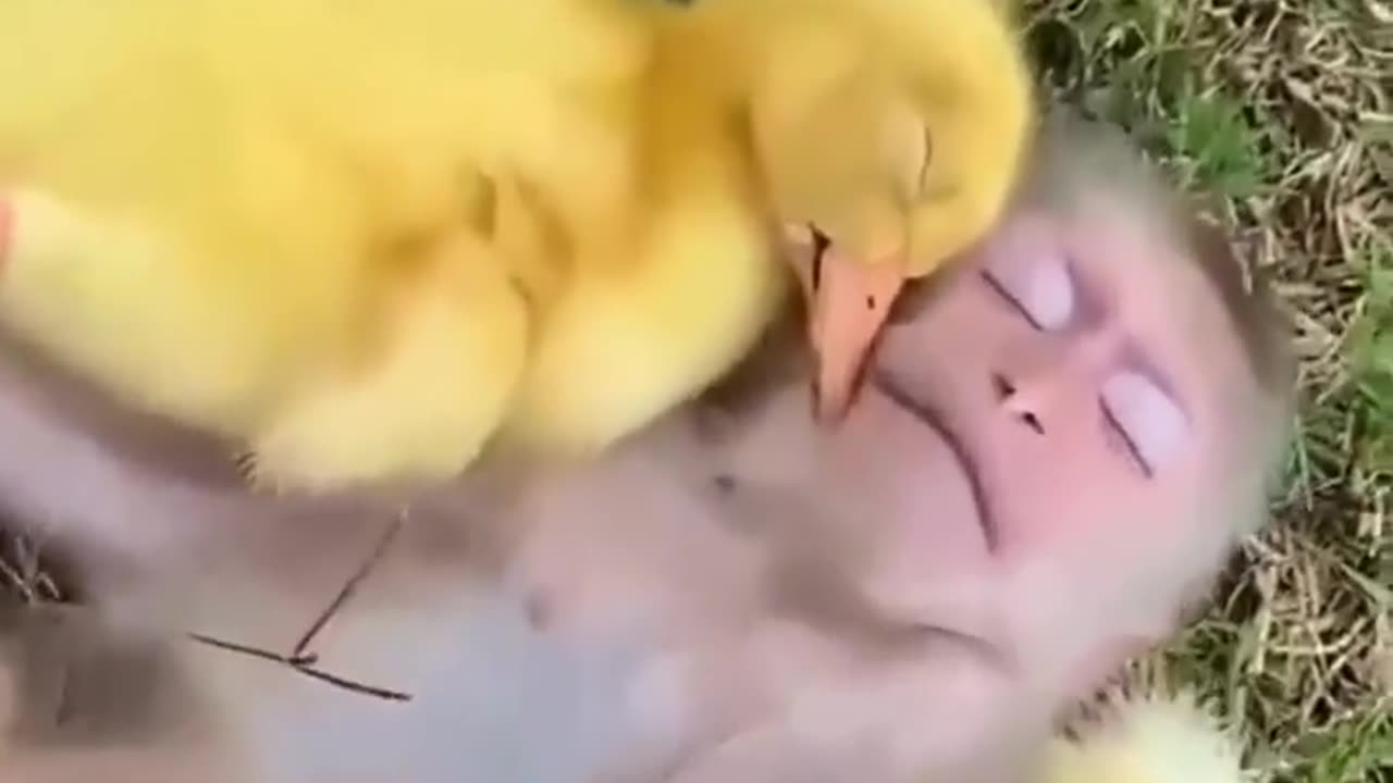 Animal life