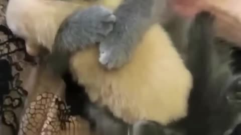 Funny animals video