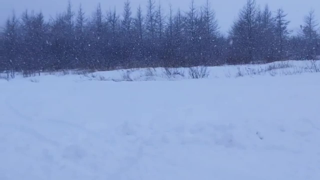 Mocha the muttt a doggy snow day