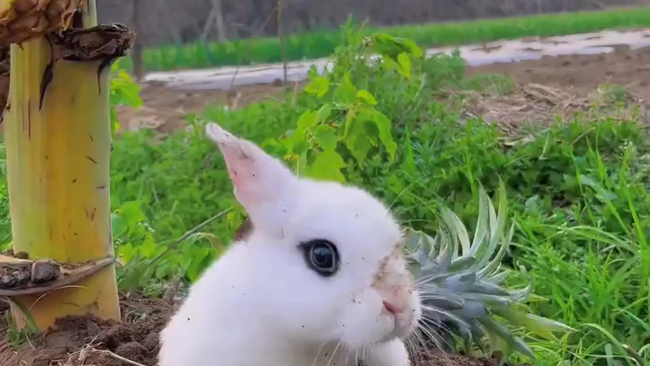 Rabbit 🐇 #trending #cuterabbit #shorts #cute