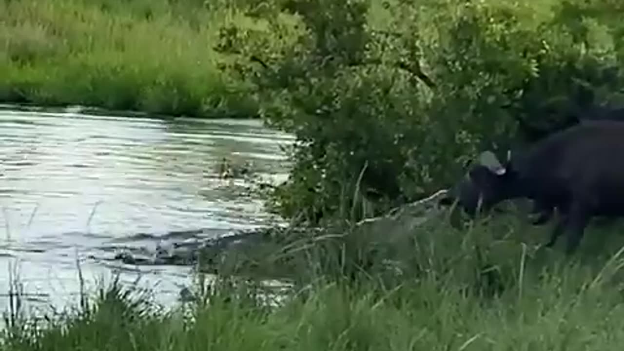 Crocodile 🐊 Attack buffalo 🐃 group