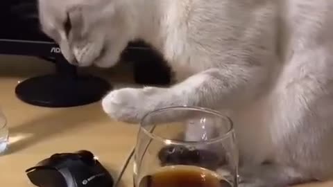 Funny cats video And funny animals video