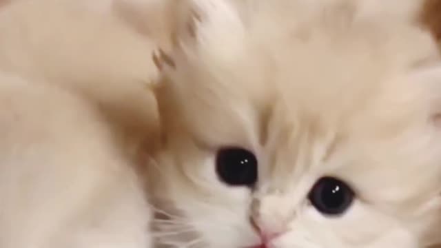 Cute pets and cat videos compilation.