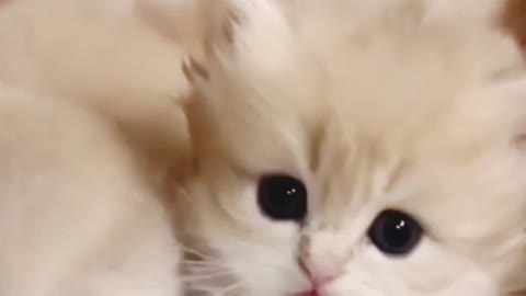 Cute pets and cat videos compilation.