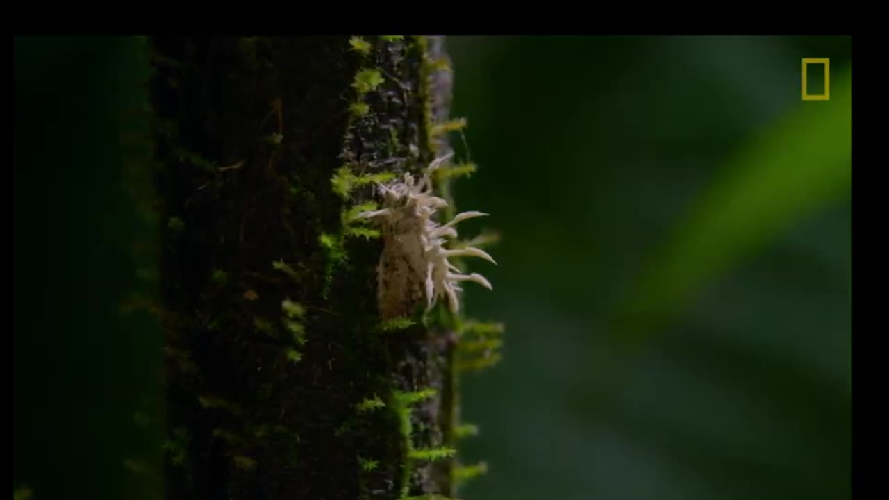 Cordyceps, el hongo asesino.