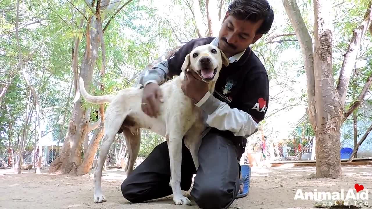 Wounded dog hiding in pain rescued