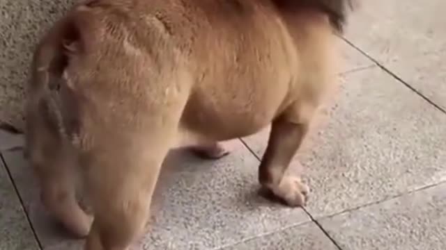 dog video funny