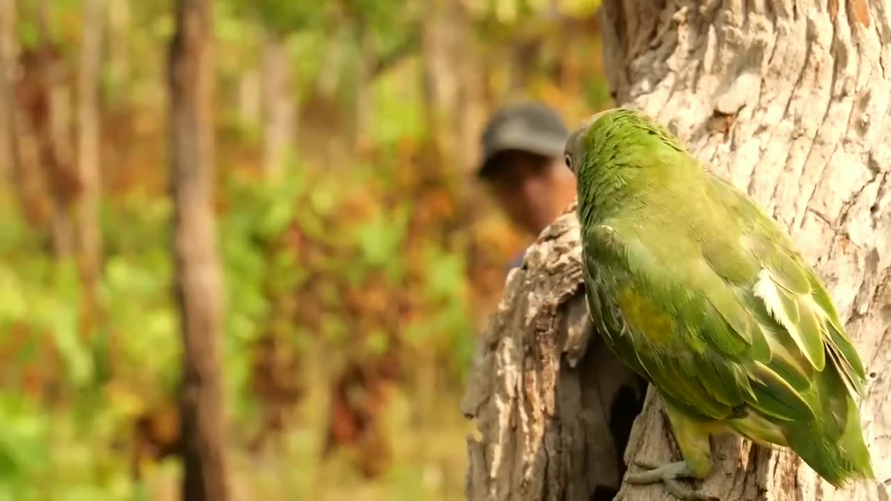 Tear wood To find parrots _ A lot of Birds