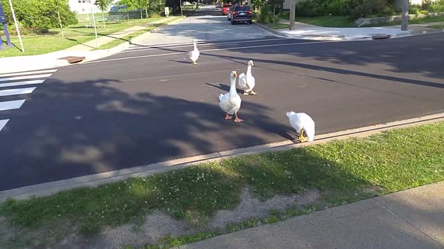 Escorting the goose family and Margaret across the road 2020 07 25