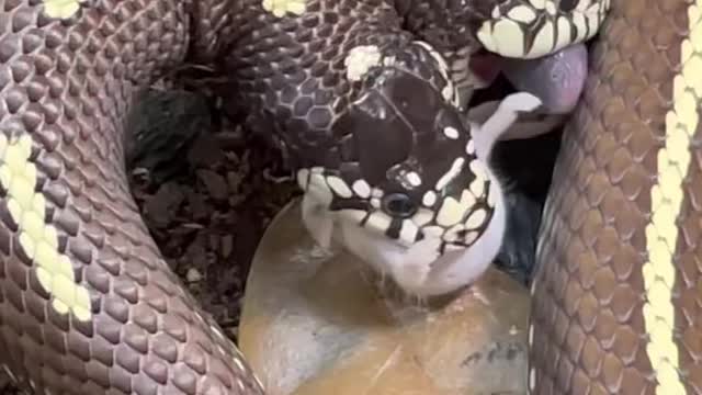 Two headed snake both eating rat