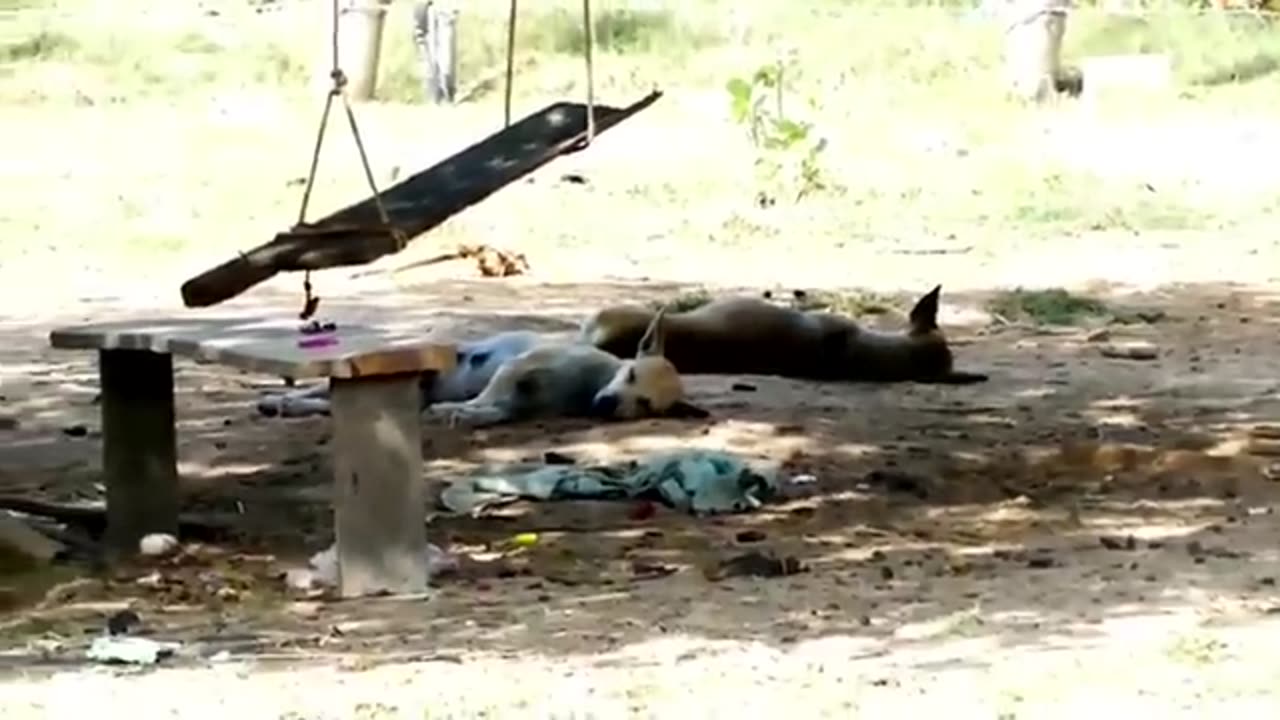 Funny#shorts#animals