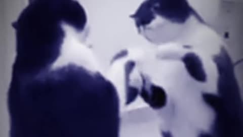 Funny and scary cat🤔