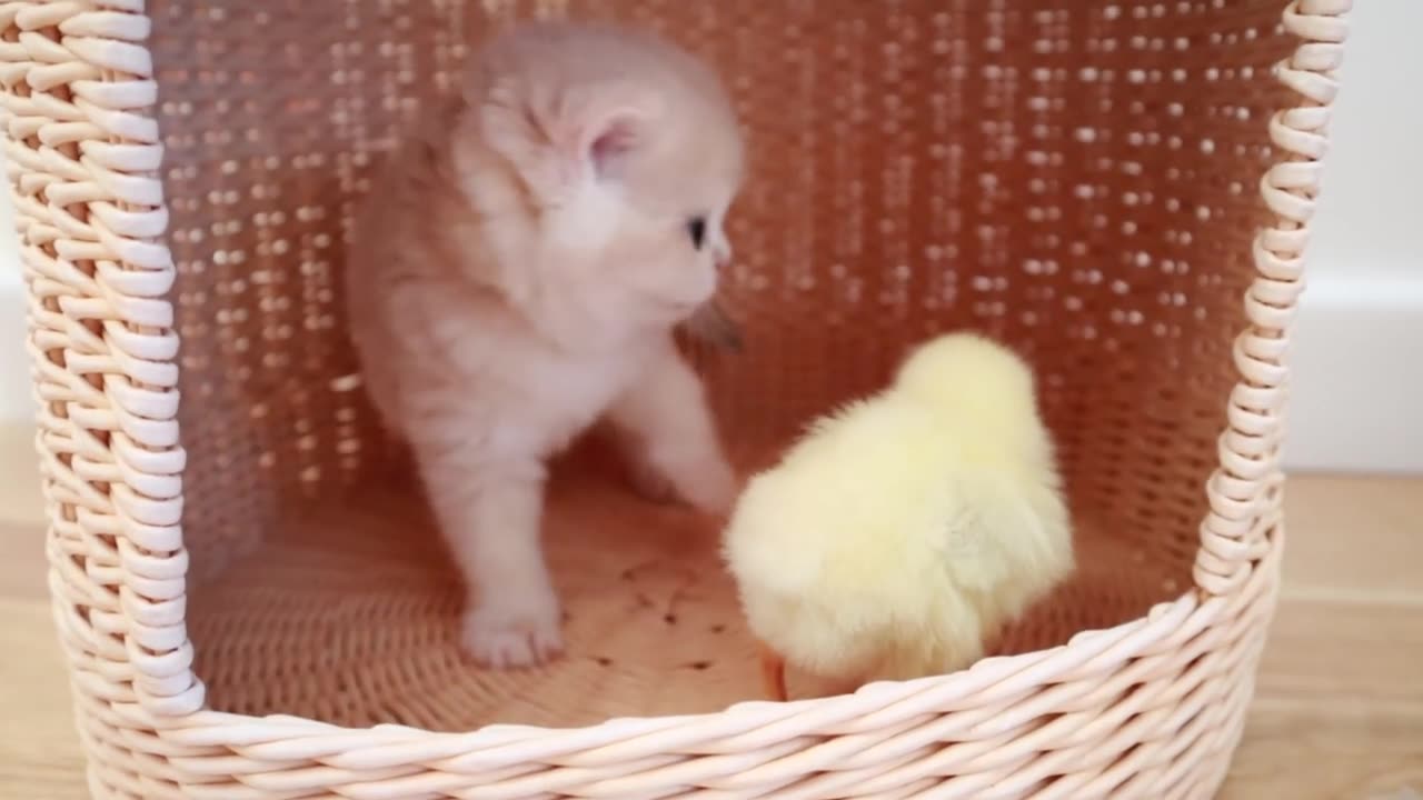 Cute Baby Cats Video