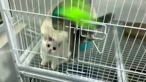 See you who can grab the feathers first