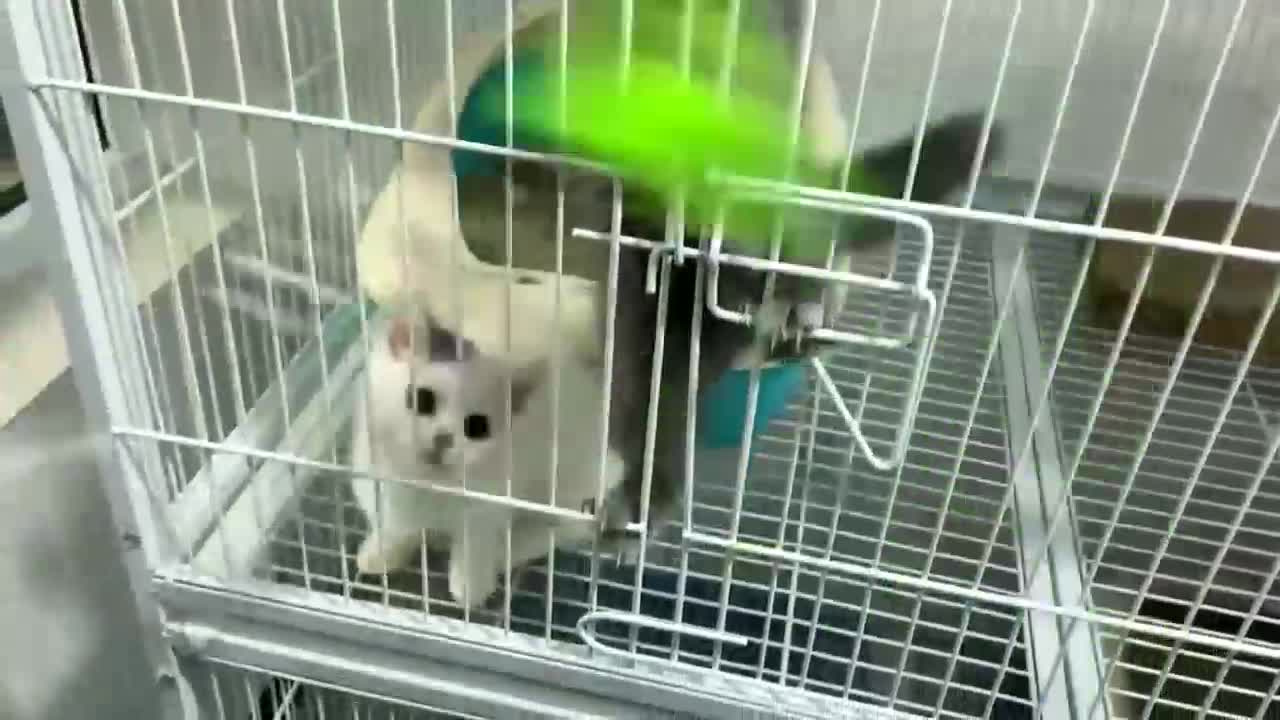 See you who can grab the feathers first