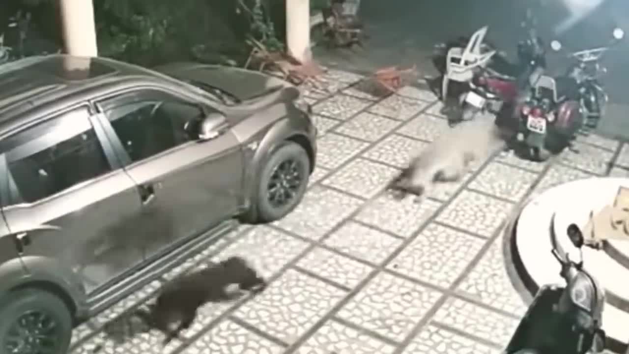 Leopard attack the wrong dog