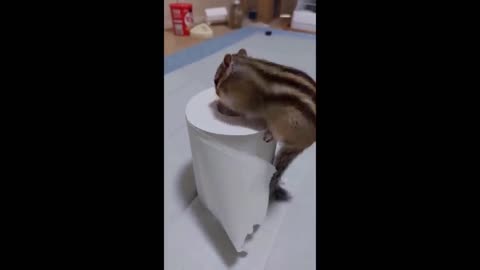 Cute baby animals compilation#1