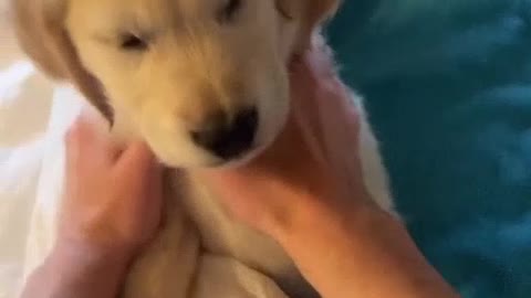 Cute little puppy 😍