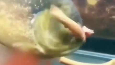 Fish Eats Like A Wood Chipper