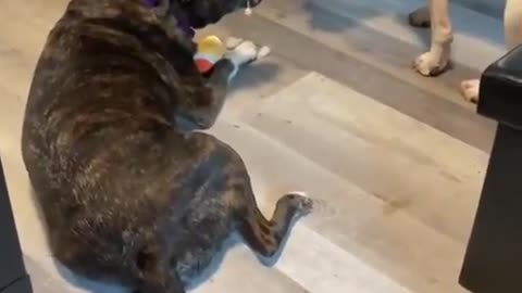 Massive pit bull tries pineapple for the first time