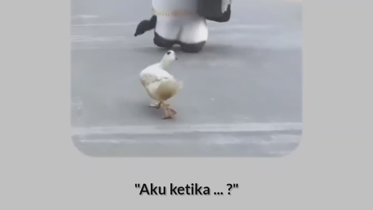 Happiness Animal