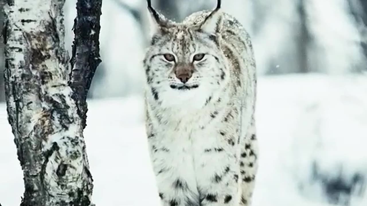 SNOW CAT #2