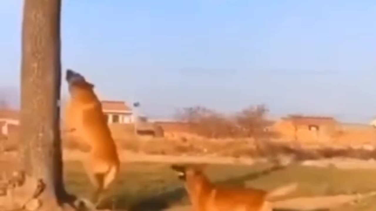 Funny Dog, Amazing Dogs, Dogs