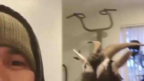 Goat Keeps on Stealing Bread From Owner Trying to Eat