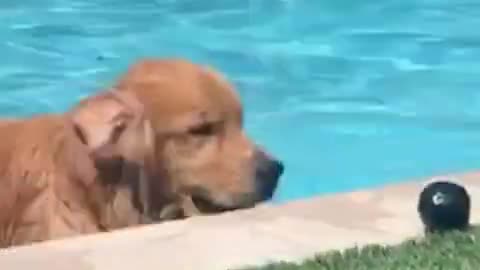 Dog gives up#viral video