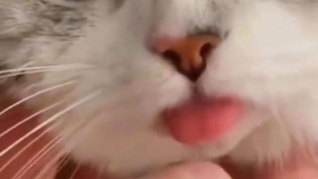 cute cat video