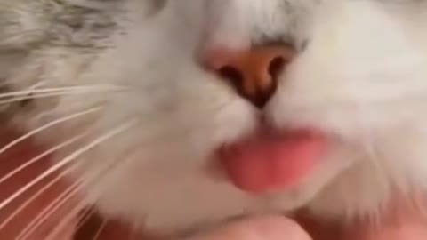 cute cat video