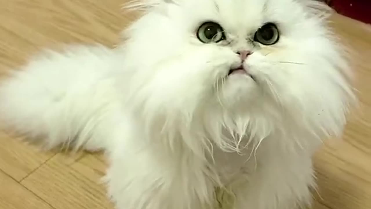 Funny amazing cute cat with white long hair