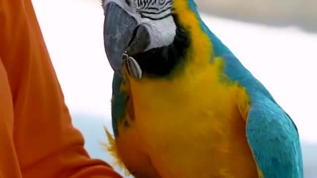 Pet parrot