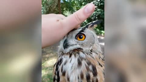 Funny Owl...