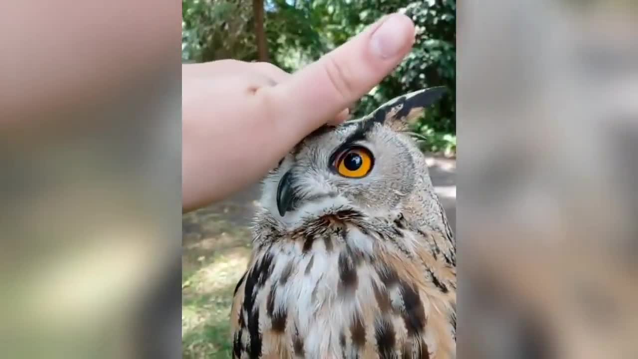 Funny Owl...