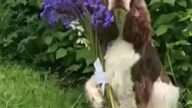 Dog Sits in Lawn With Bouquet of Flowers