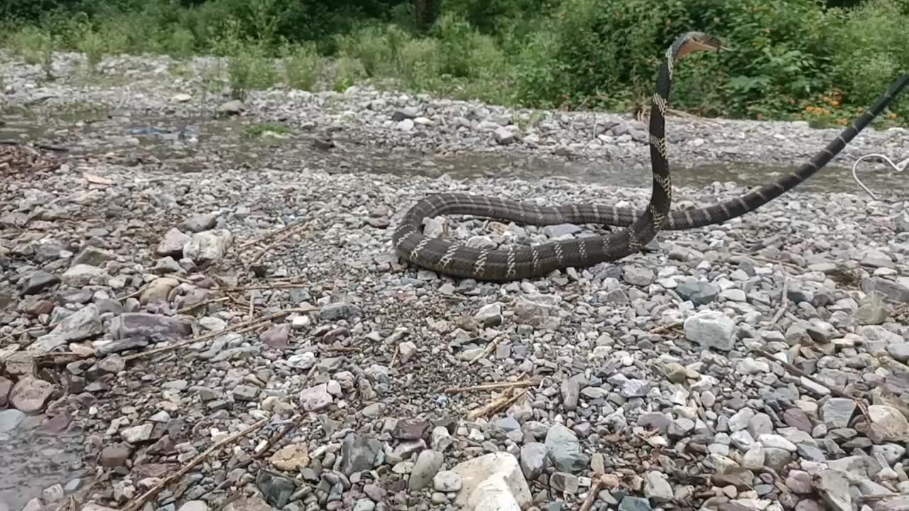 King cobra attack