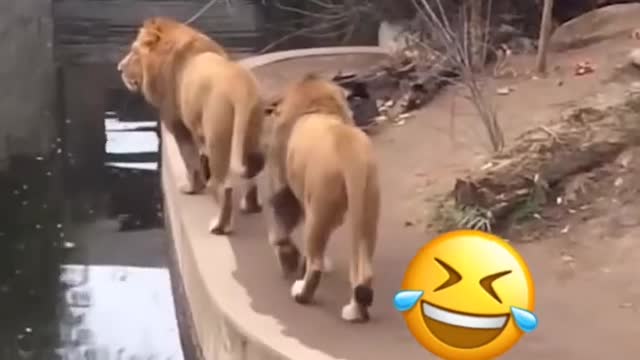 funny animals 2