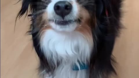 When the peanut butter hits the spot