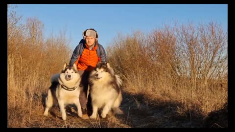 Dog training vedio,dog showing all training