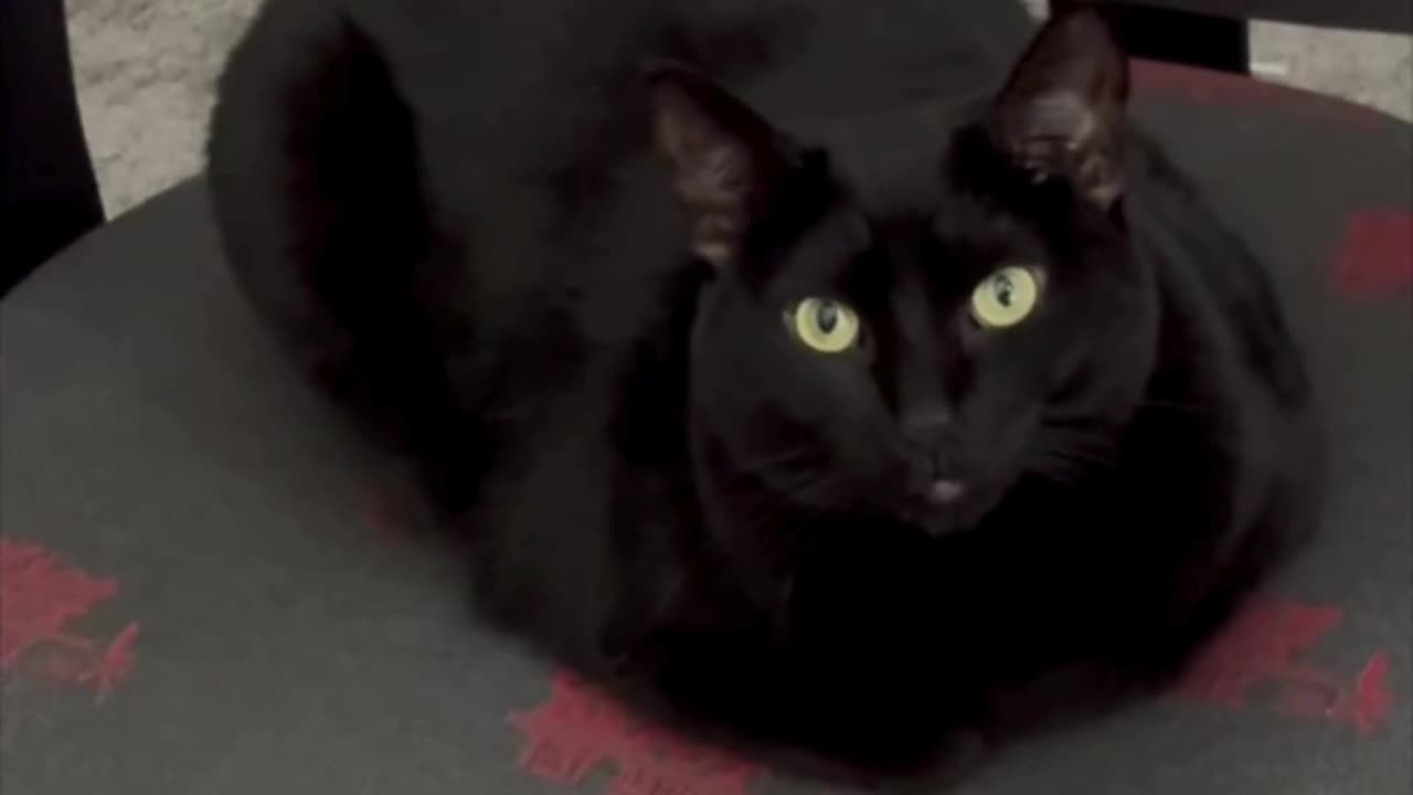 Adopting a Cat from a Shelter Vlog - Cute Precious Piper Sets an Example of Being a Loaf #shorts