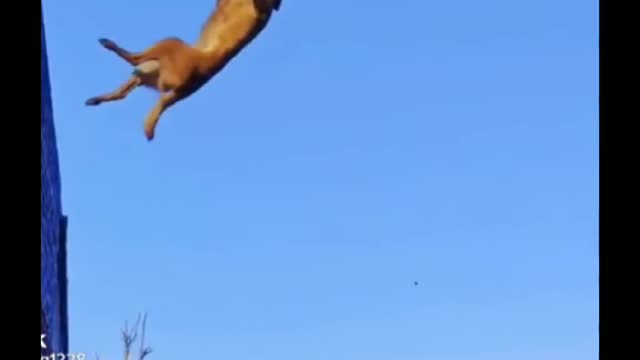 Dog training jump