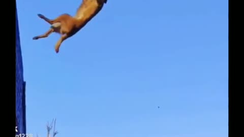 Dog training jump