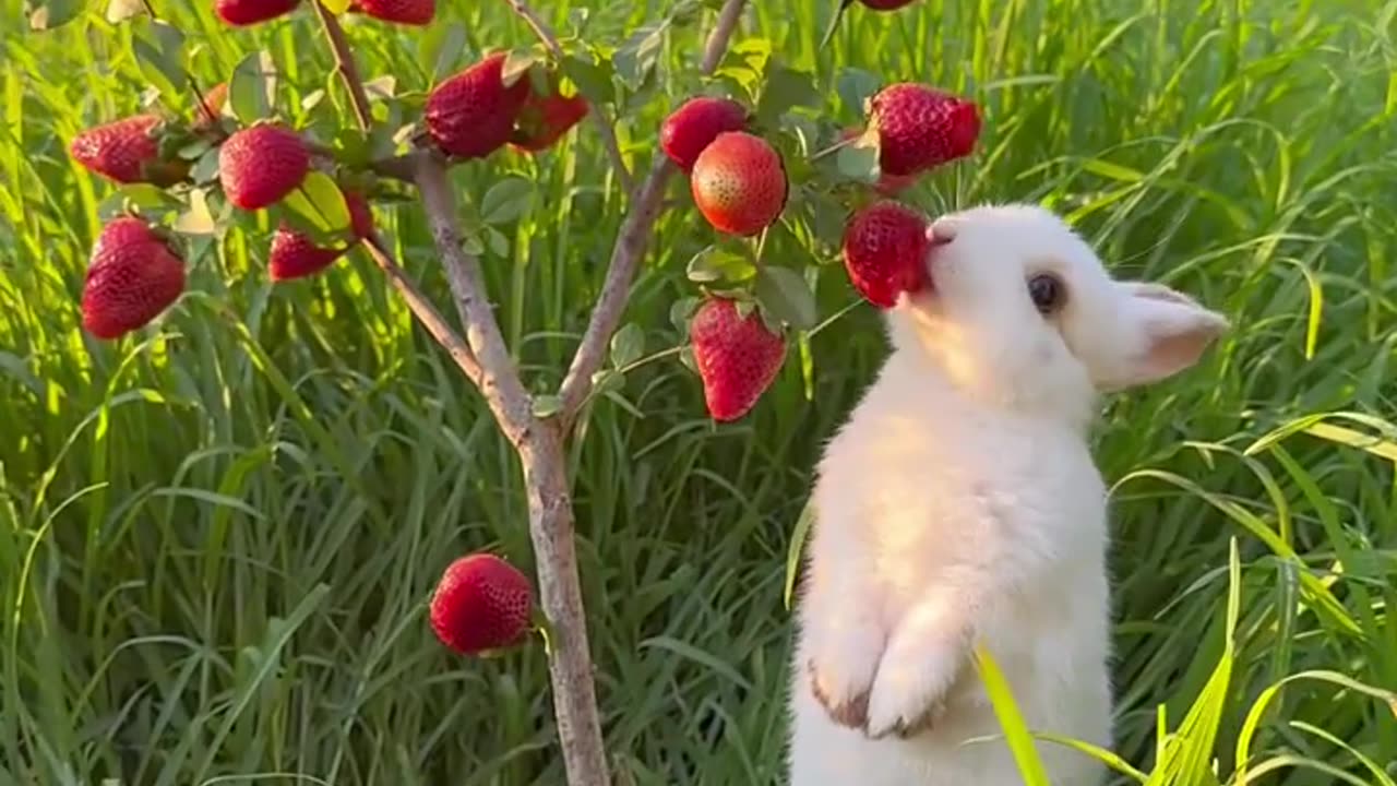 Rabit eating food 🥑